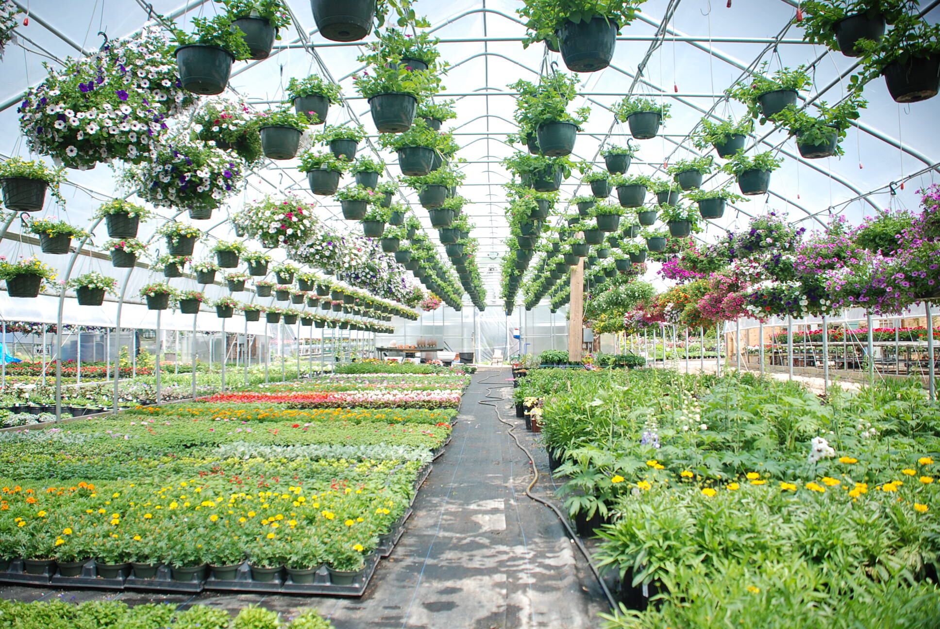 Controlling Greenhouse Humidity During Summers Hottest Months